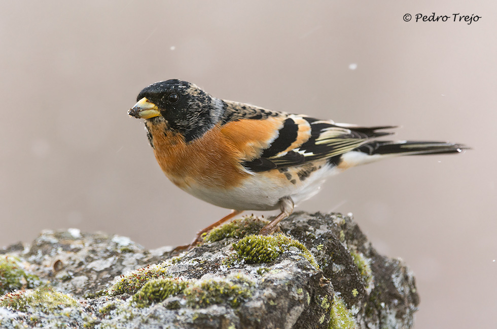 Pinzón real (Fringilla montifringilla)